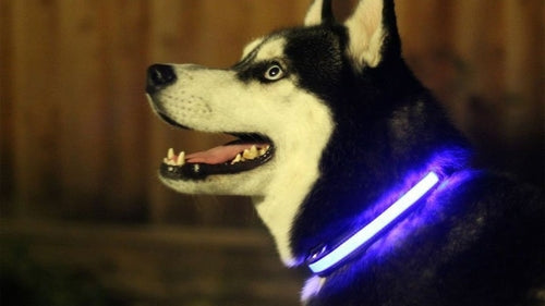 Collar LED para Perro – Recargable, 4 Tallas, Seguridad Nocturna, 6 Colores